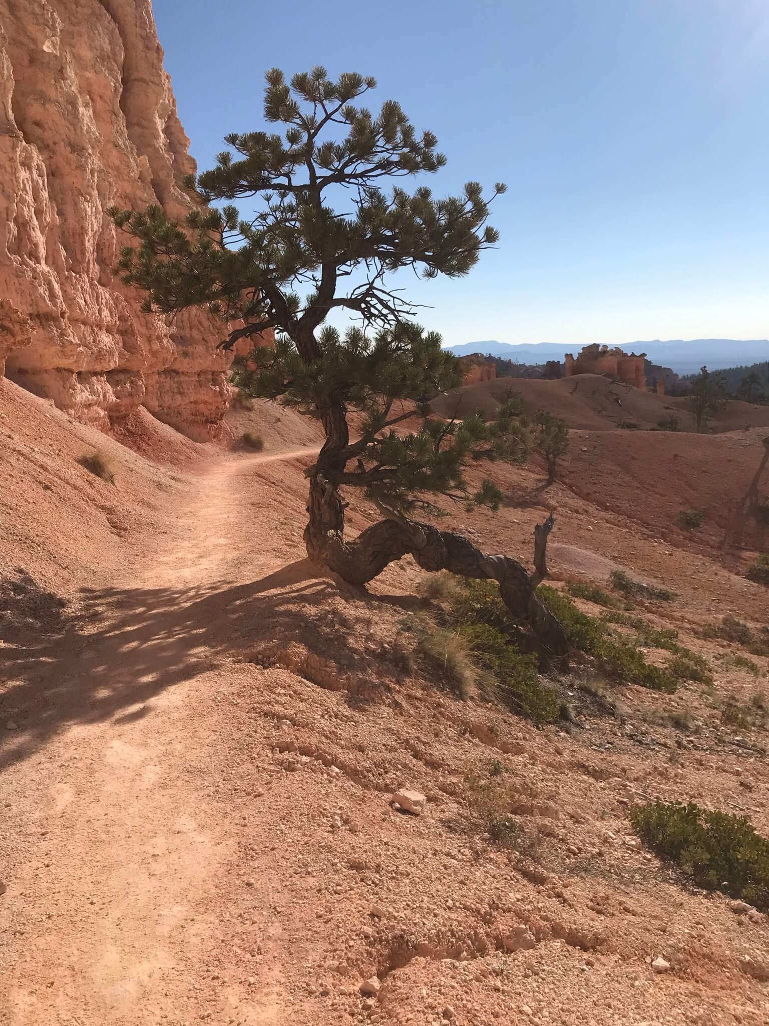 An image of a trail in Bryce Canyon with a twisty tree