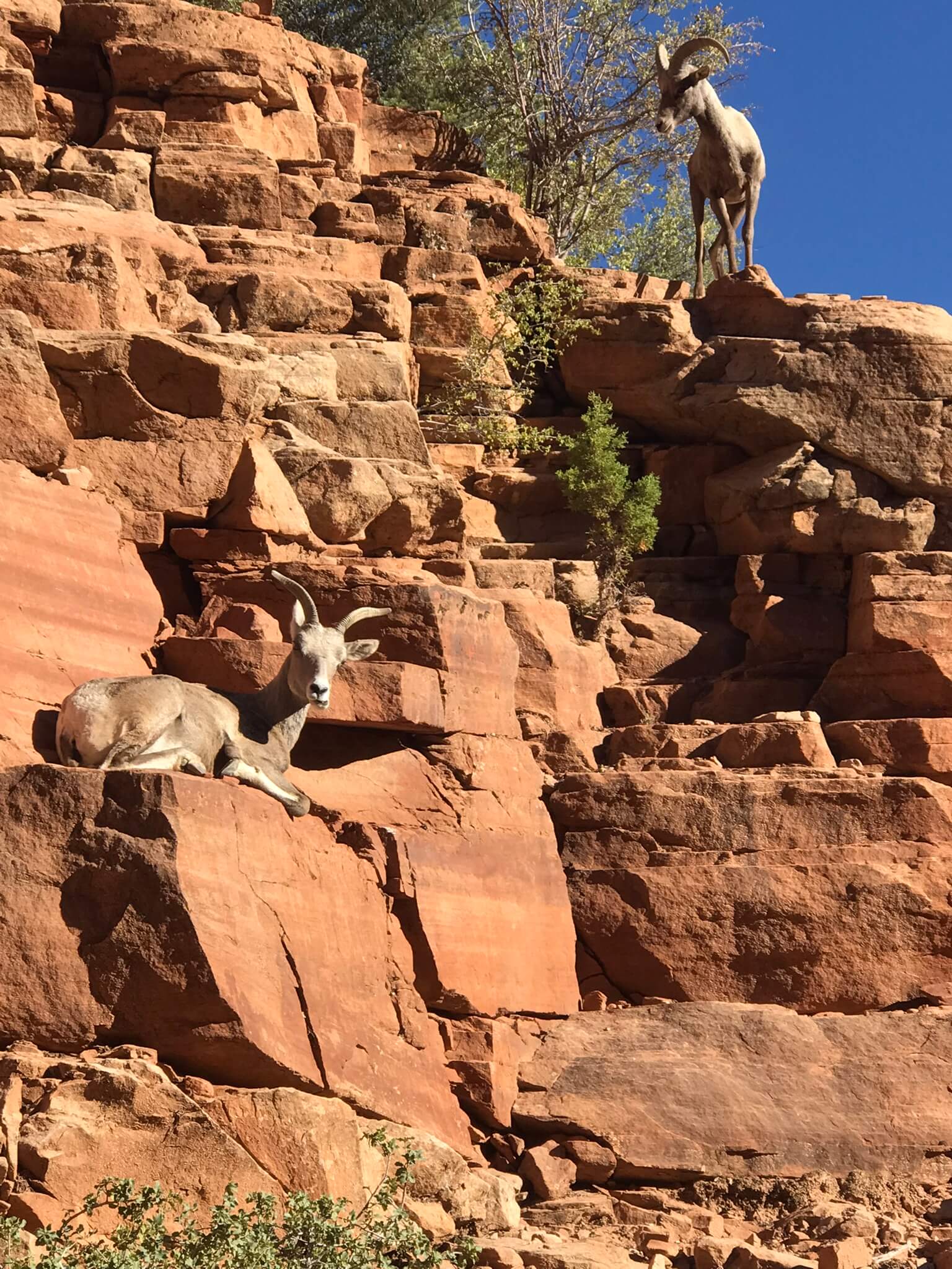 An image of two goats in their natural habitat in Zion National Park.